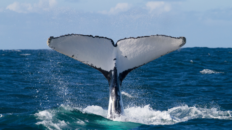 Lire la suite à propos de l’article Nosy be – Festival des baleines en novembre