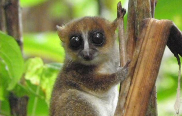 Lire la suite à propos de l’article Une nouvelle espèce de petit lémurien identifiée à Madagascar