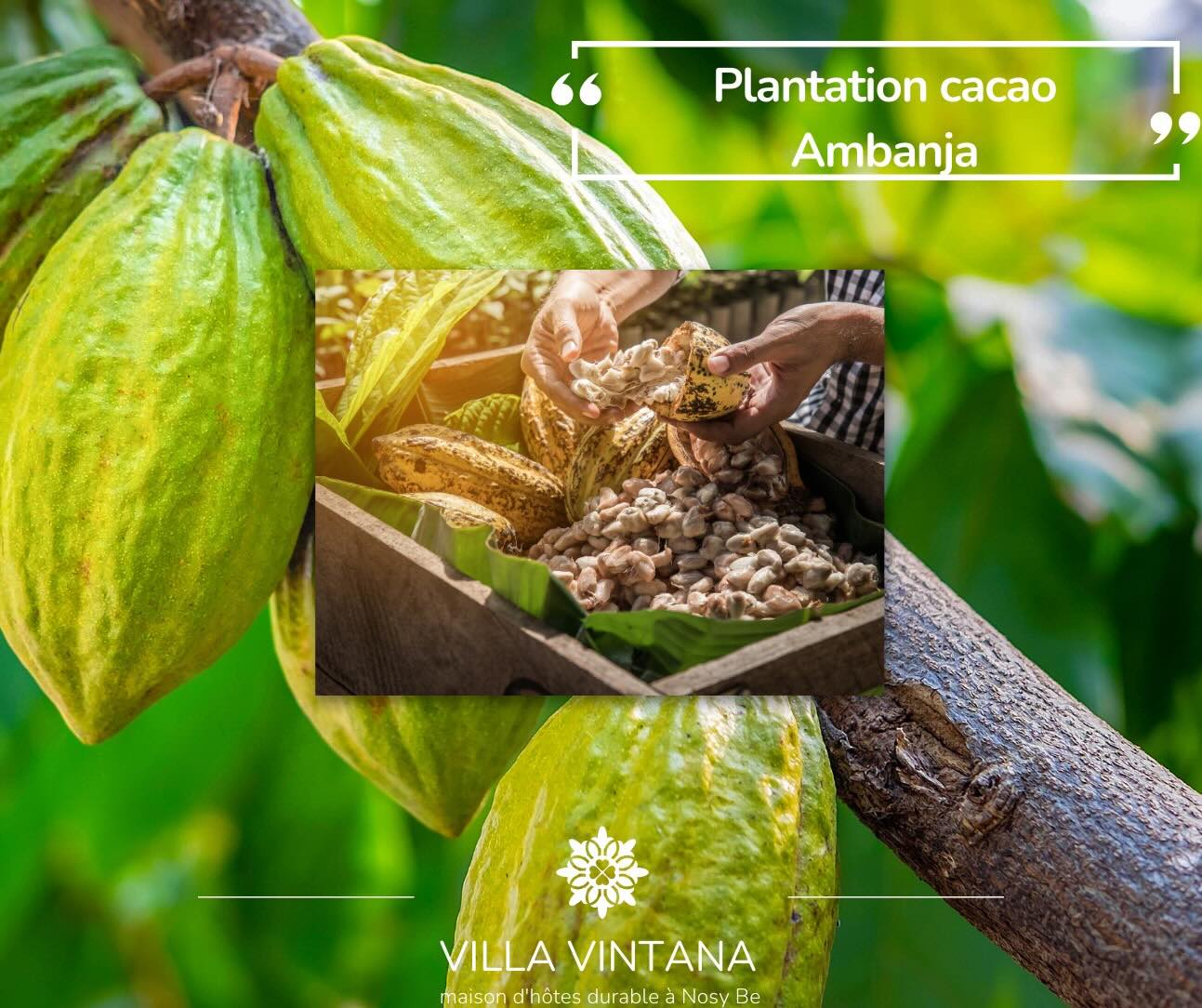 You are currently viewing ACTIVITES NATURE : VISITE DE LA PLANTATION CACAO AMBANJA