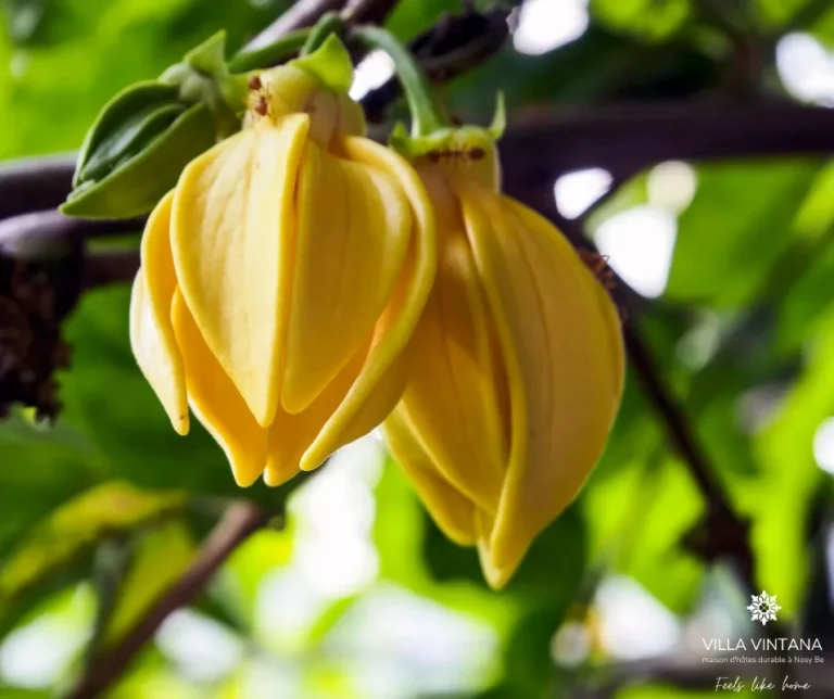 Read more about the article Ylang-Ylang : Laissez-vous séduire par l’essence envoûtante de Nosy Be.